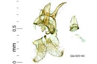 Pyroderces argyrogrammos