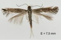 Tinagma ocnerostomella