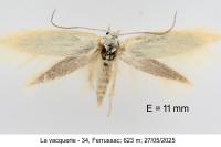Elachista catalana