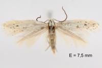 Elachista berndtiella