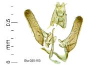 Elachista berndtiella