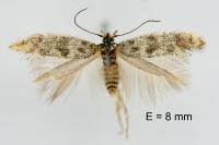 Catatinagma trivittellum