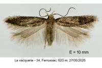 Stomopteryx spathulella
