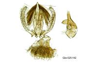 Stomopteryx spathulella