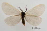 Rebelia plumella surientella