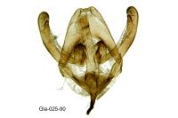 Rebelia plumella surientella