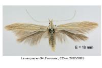 Coleophora nutantella