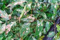 Phyllonorycter millierella