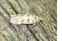 Bryotropha domestica