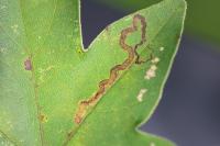Stigmella aceris