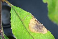 Stigmella plagicolella