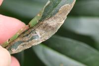 Caloptilia cuculipennella