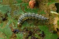 Ancylis mitterbacheriana