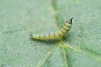Coptotriche angusticollella
