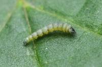 Coptotriche angusticollella