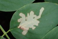 Parectopa robiniella