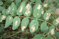 Parectopa robiniella