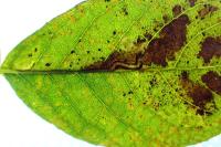 Ectoedemia intimella
