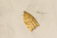 Pandemis cerasana