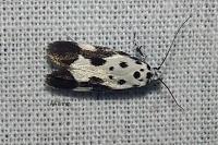 Ethmia quadrillella