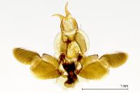 Ethmia quadrillella