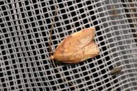 Carcina quercana