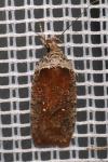 Agonopterix cnicella