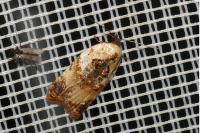Acleris permutana