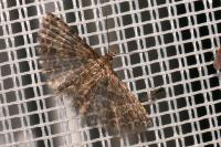 Alucita huebneri