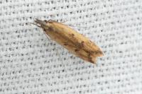 Dichomeris acuminata
