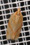 Clepsis pallidana