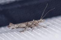Ypsolopha