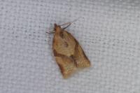 Clepsis consimilana