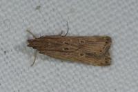 Helcystogramma triannulella