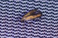 Ochromolopis ictella