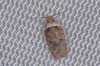 Agonopterix