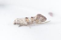 Epermenia