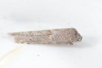Blastobasis