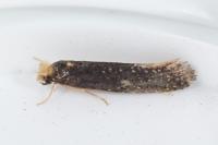 Monopis nigricantella