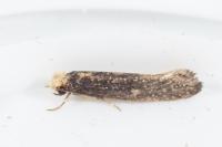 Monopis nigricantella