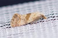Cochylidia implicitana