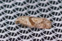 Cochylidia implicitana