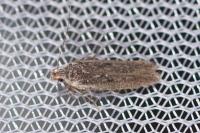 Bryotropha