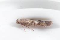 Caryocolum