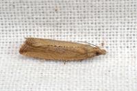 Bactra lancealana