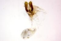 Bactra lancealana