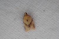 Clepsis consimilana