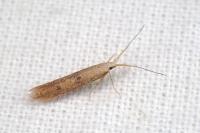 Coleophora salicorniae