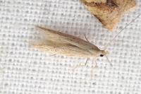 Coleophora salinella