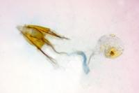 Coleophora salinella